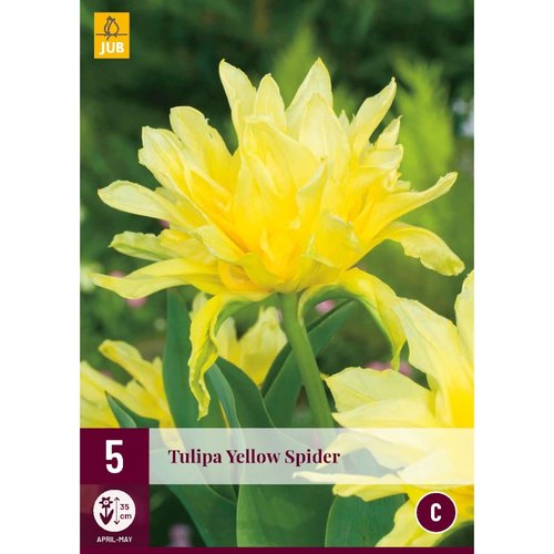 JUB Holland Tulipa Yellow Spider