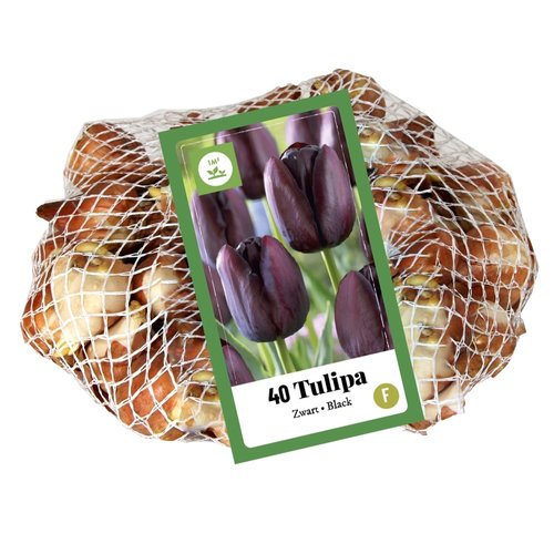 JUB Holland Tulipa Zwart