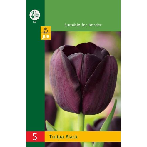 JUB Holland Tulipa Zwart