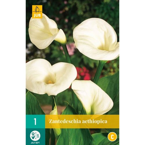JUB Holland Zantedeschia aethiopica