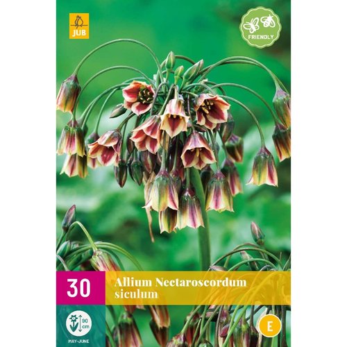 JUB Holland Allium (nectaroscordum) siculum