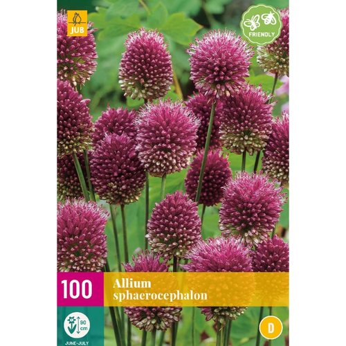 JUB Holland Allium sphaerocephalon