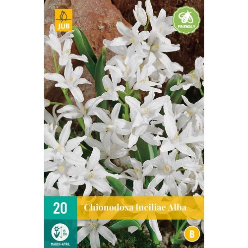 JUB Holland Chionodoxa luciliae Alba
