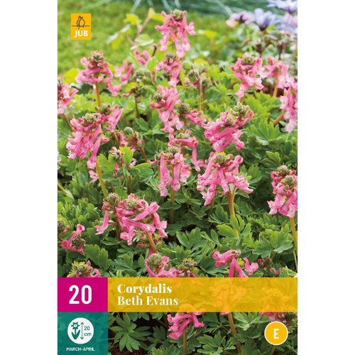 JUB Holland Corydalis Beth Evans