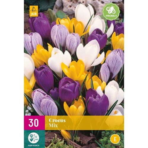 JUB Holland Crocus Grootbloemig Mix