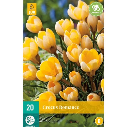 JUB Holland Crocus Romance