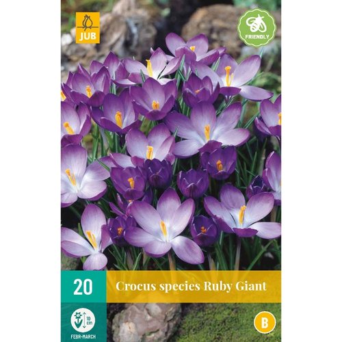 JUB Holland Crocus Ruby Giant
