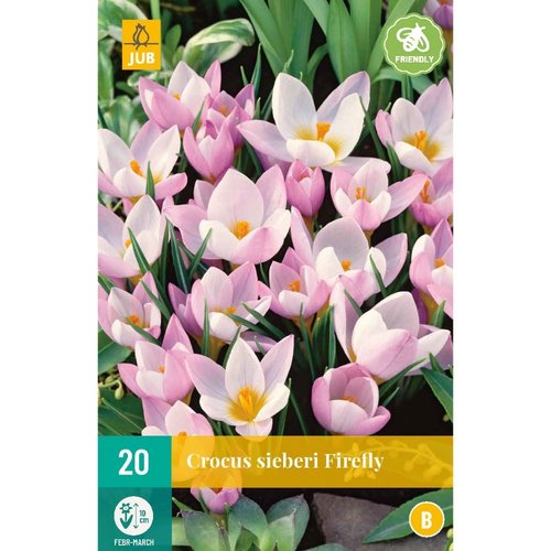 JUB Holland Crocus sieberi Firefly