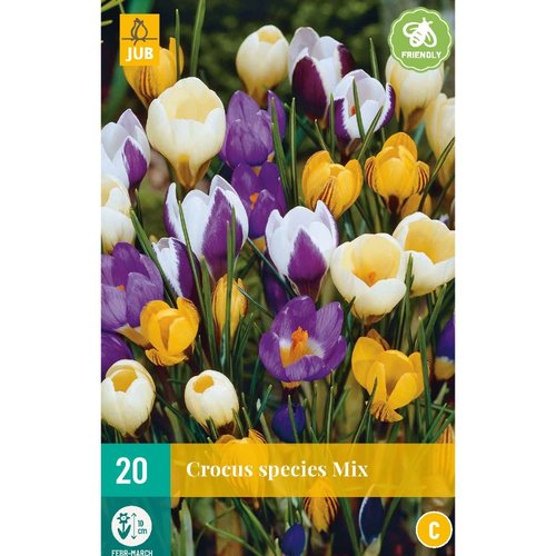 JUB Holland Crocus species Mix