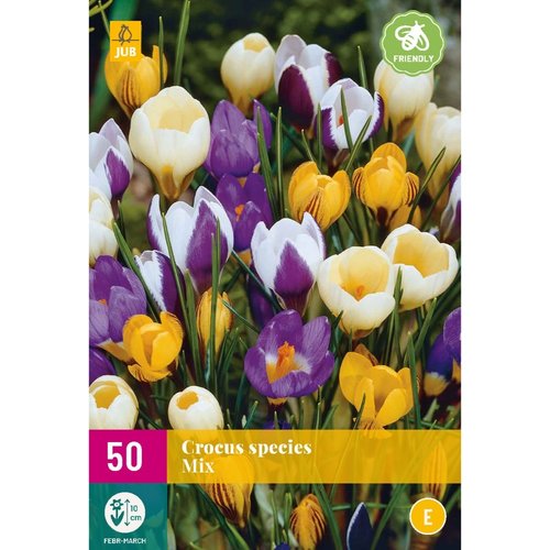 JUB Holland Crocus species Mix