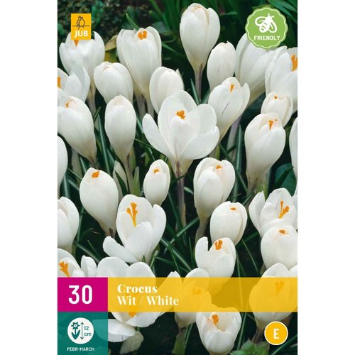 JUB Holland Crocus Wit