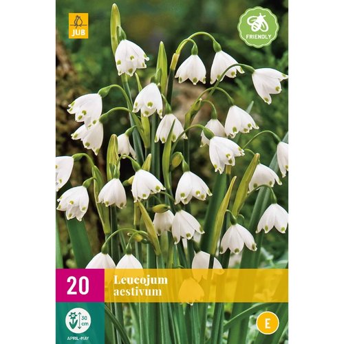 JUB Holland Leucojum aestivum