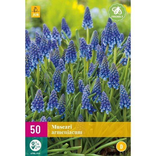 JUB Holland Muscari armeniacum