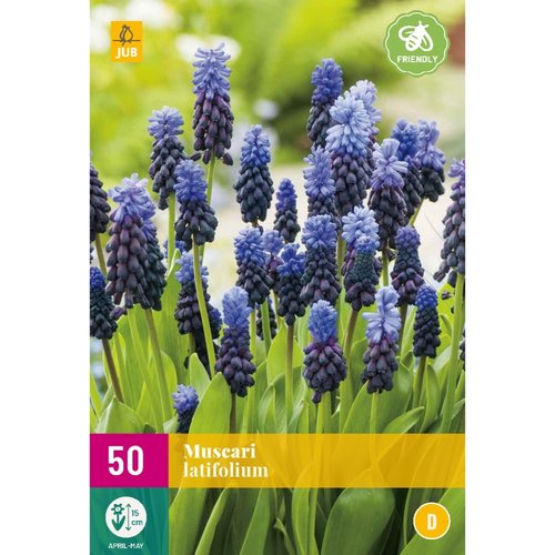 JUB Holland Muscari latifolium