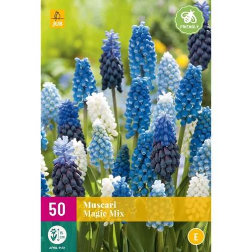 JUB Holland Muscari Magic Mix
