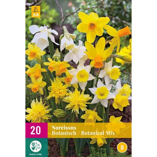 JUB Holland Narcissus Botanical Mix