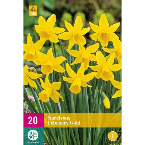 JUB Holland Narcissus February Gold