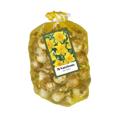 JUB Holland Narcissus Geel