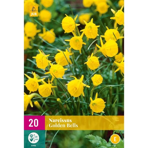 JUB Holland Narcissus Golden Bells