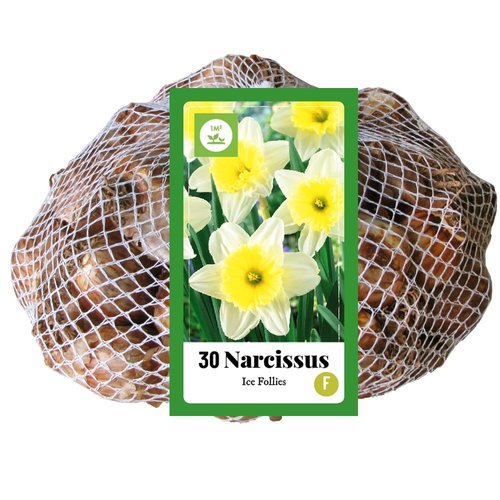JUB Holland Narcissus Ice Follies