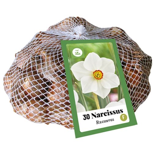 JUB Holland Narcissus recurvus