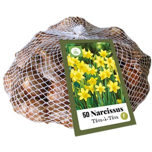 JUB Holland Narcissus Tête-à-Tête