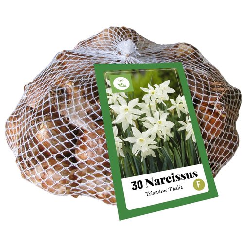 JUB Holland Narcissus triandrus Thalia