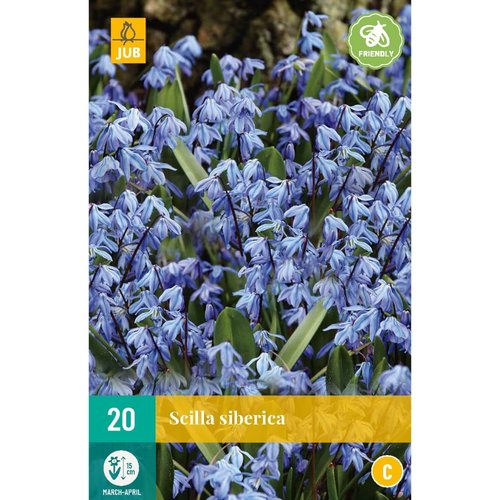 JUB Holland Scilla siberica