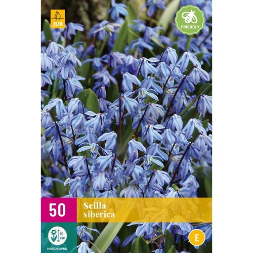 JUB Holland Scilla siberica