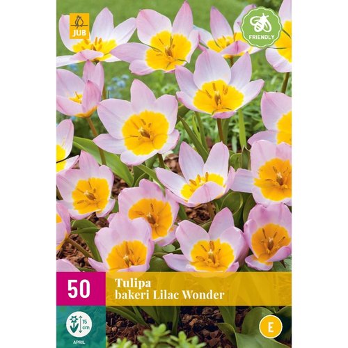 JUB Holland Tulipa bakeri Lilac Wonder