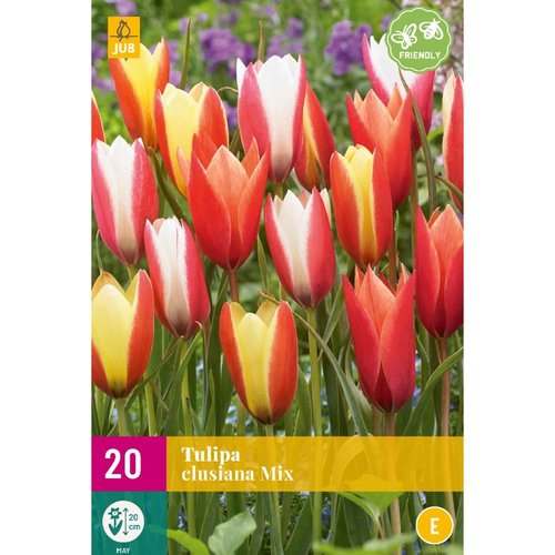 JUB Holland Tulipa clusiana Mix