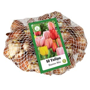 JUB Holland Tulipa Darwin hybride Mix