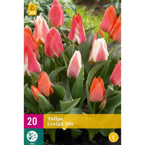 JUB Holland Tulipa greigii Mix
