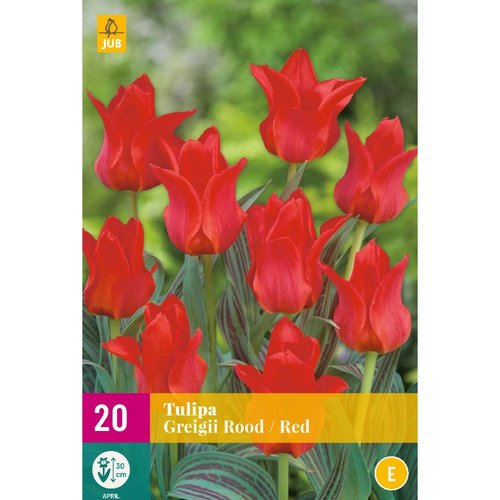 JUB Holland Tulipa greigii Rood