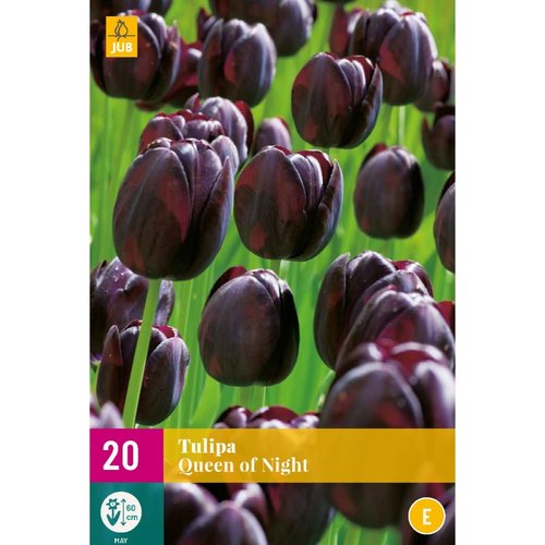 JUB Holland Tulipa Queen of Night