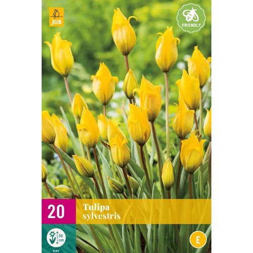 JUB Holland Tulipa sylvestris