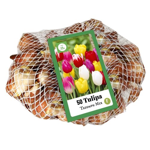 JUB Holland Tulipa Triumph Mix