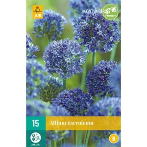 JUB Holland Allium caeruleum