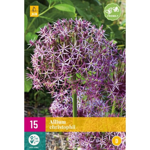 JUB Holland Allium christophii