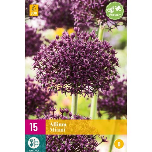 JUB Holland Allium Miami