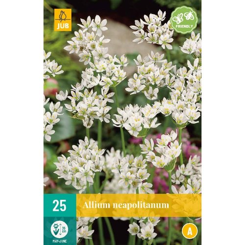 JUB Holland Allium neapolitanum