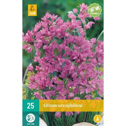 JUB Holland Allium oreophilum