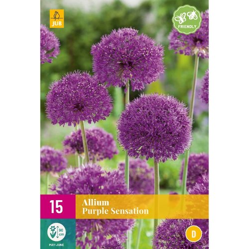 JUB Holland Allium Purple Sensation