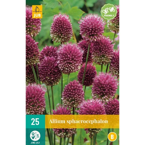 JUB Holland Allium sphaerocephalon