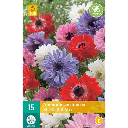 JUB Holland Anemone cor. St. Brigid Mix