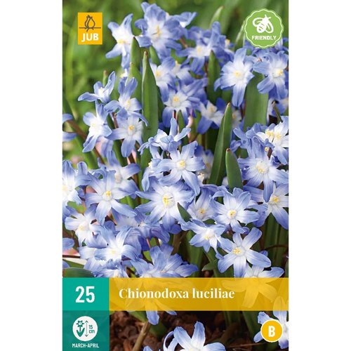 JUB Holland Chionodoxa luciliae (gigantea)