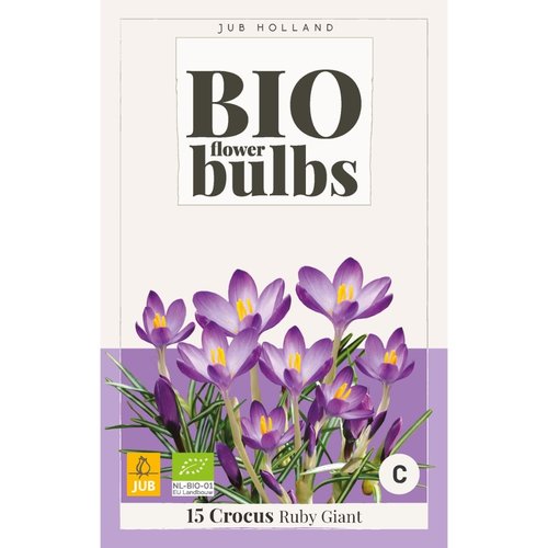 JUB Holland Crocus (tommasinianus) Ruby Giant - bio