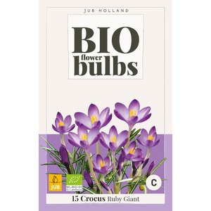 JUB Holland Crocus (tommasinianus) Ruby Giant - bio