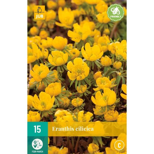 JUB Holland Eranthis cilicica