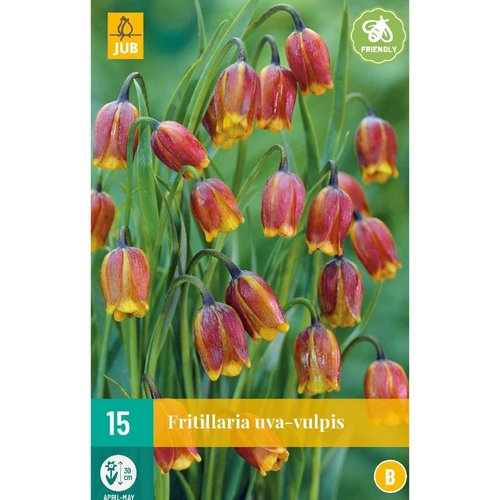 JUB Holland Fritillaria uva-vulpis